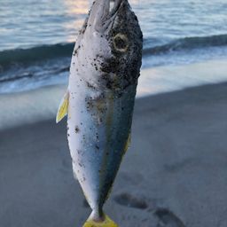 ワカシ