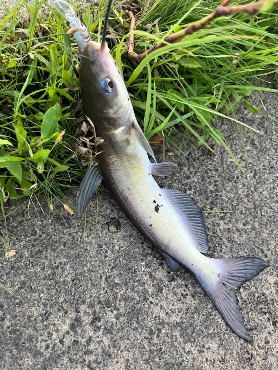 アメリカナマズ