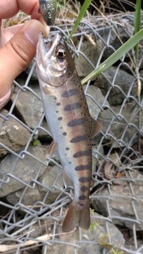 ヤマメの釣果