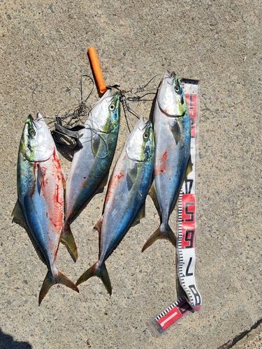 ワラサの釣果