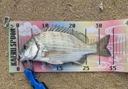 チヌの釣果