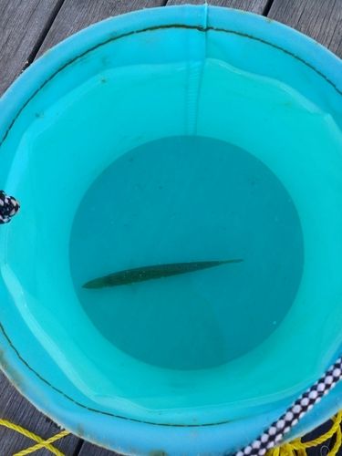 カマスの釣果