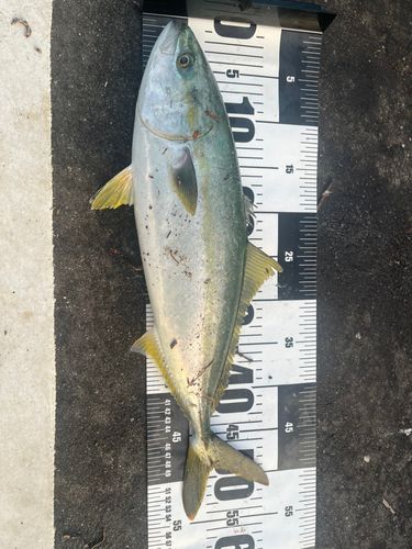 ハマチの釣果