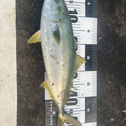 ハマチ