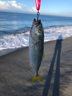 ワカシの釣果
