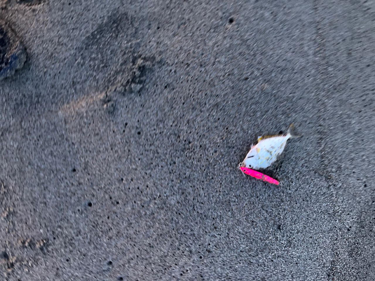ワカシ