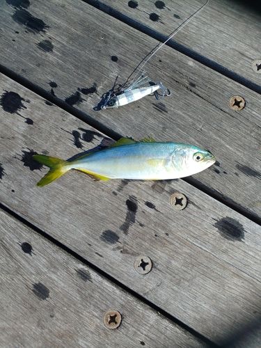 ワカシの釣果