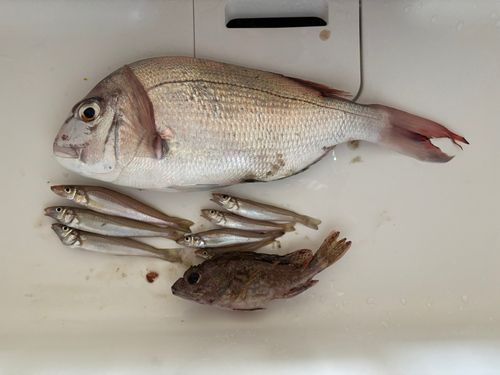 マダイの釣果