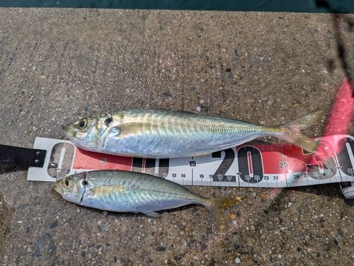 マルアジの釣果