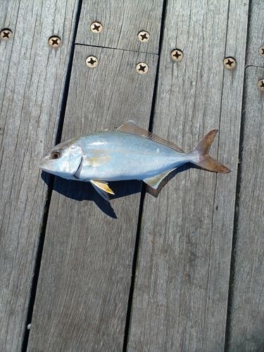ショゴの釣果
