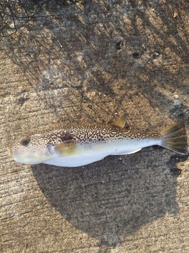 ショウサイフグの釣果