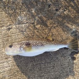 ショウサイフグ