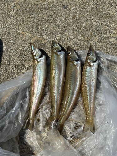 キスの釣果