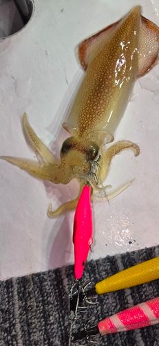 マイカの釣果