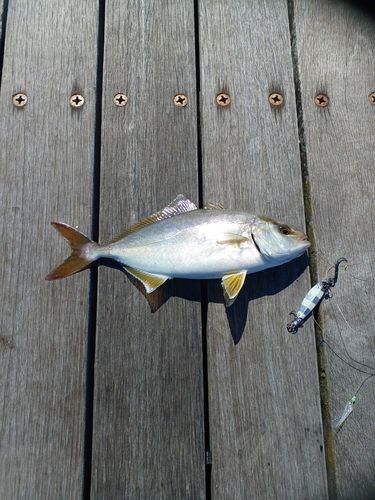 ショゴの釣果