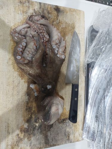 タコの釣果