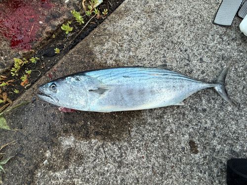 ハガツオの釣果