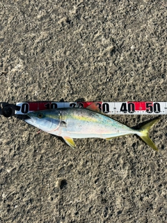 イナダの釣果