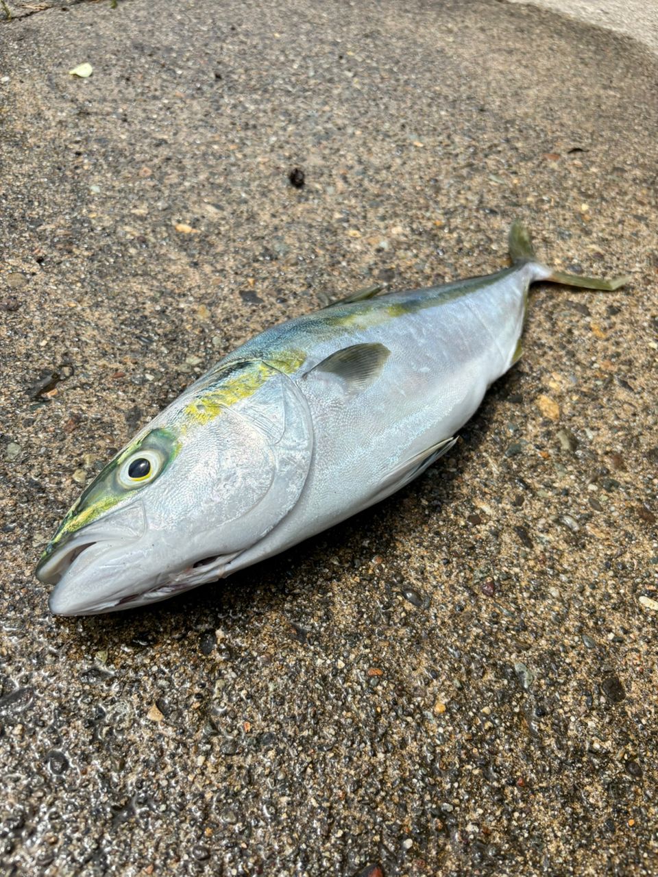 イナダ