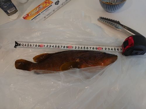 キジハタの釣果