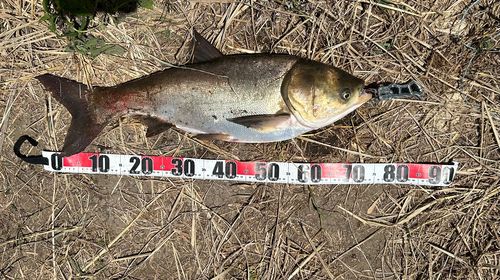 ハクレンの釣果