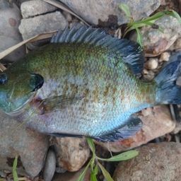 ブルーギル