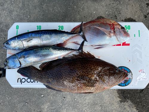 オオモンハタの釣果