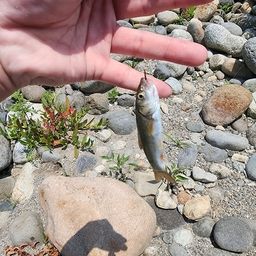 ウグイ