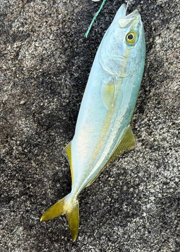 ネリゴの釣果