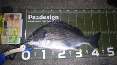 キビレの釣果