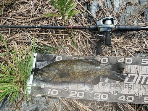 スモールマウスバスの釣果