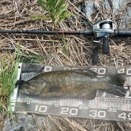 スモールマウスバス