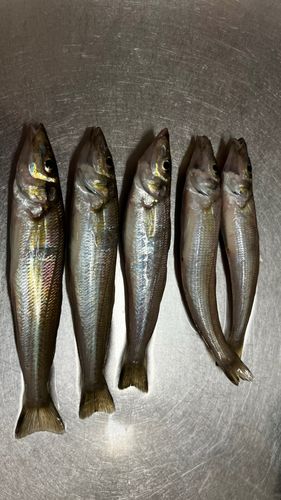 キスの釣果