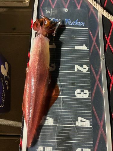 シロイカの釣果