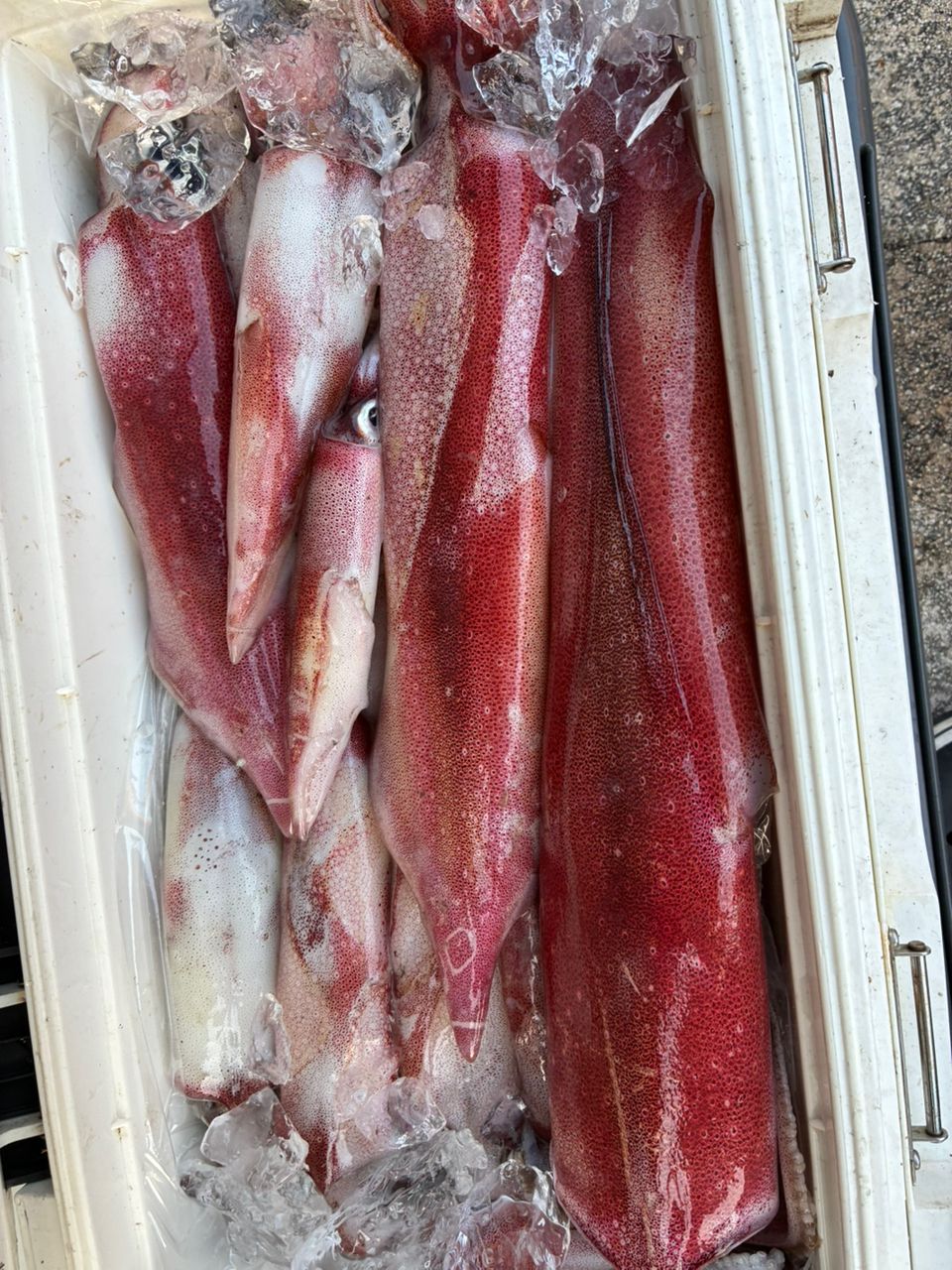 JOY Fischer  海里さんの釣果 2枚目の画像