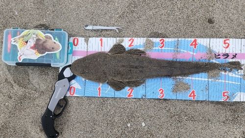 マゴチの釣果