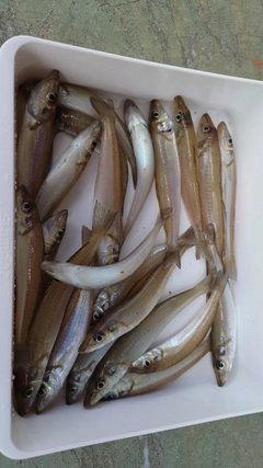 シロギスの釣果