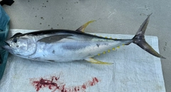 キハダマグロの釣果