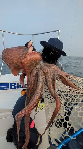 タコの釣果