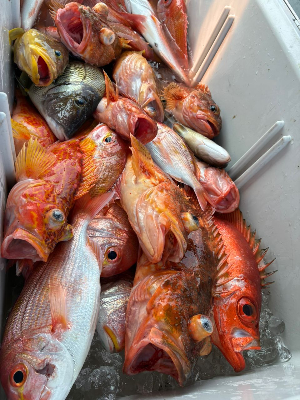 JOY Fischer  海里さんの釣果 2枚目の画像