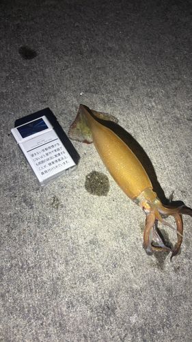 イカの釣果