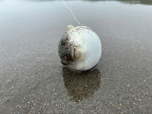 クサフグの釣果
