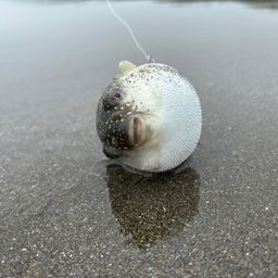 クサフグ