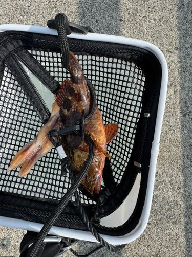 カサゴの釣果