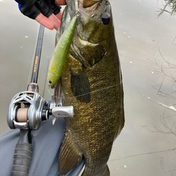 スモールマウスバス