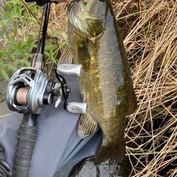 スモールマウスバス