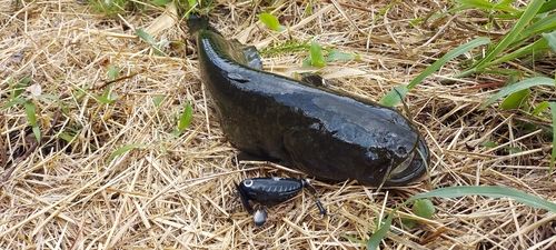 ナマズの釣果