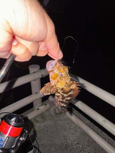 カサゴの釣果