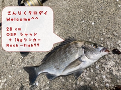 チヌの釣果