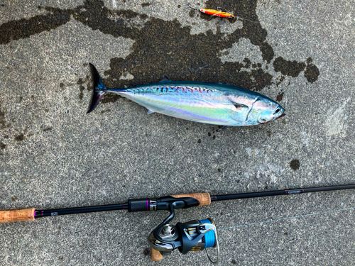 ソウダガツオの釣果